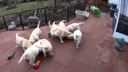 Hunde freuen sich auf ihr Essen hunde freuen sich auf ihr essen