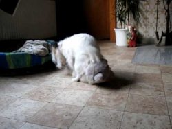 hunde haben spass im bett