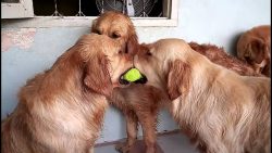 Hunde kämpfen um einen Tennisball hunde kaempfen um einen tennisba