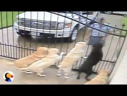 Hunde und der Postbote hunde und der postbote