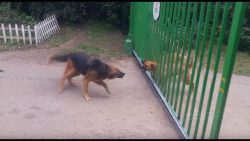 Hundestreit am öffnenden Tor hundestreit am oeffnenden tor