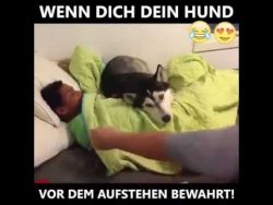 husky laesst mutter kind nicht a