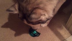 Husky vs. Haarklammer husky vs haarklammer