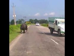 ich bin der koenig der landstras