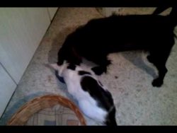 ich moechte auch was zu essen ha