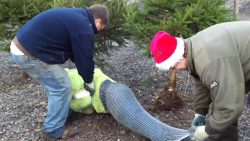 ich nehme einen menschlicher wei