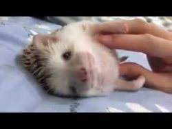 igel bekommt eine bauchmassage