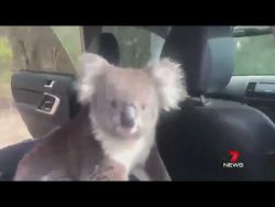 in australien die autotuer offen