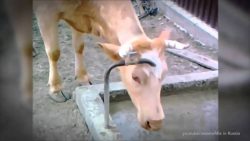 intelligente kuehe mit faehigkei