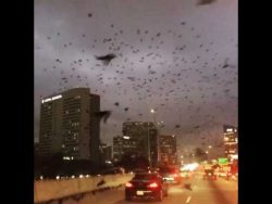 Irgend etwas ist da doch los im Busch irgend etwas ist da doch los im