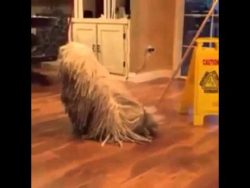 ist das ein wischmop oder ein hu