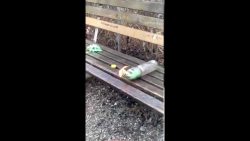 junge zuendet flasche an mit wol