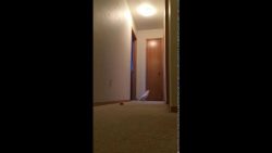 Kakadu rennt über den Flur kakadu rennt ueber den flur