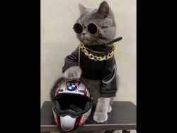 katze als sogenannter motorradga