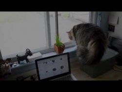 katze am fenster und schaut raus