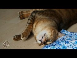 katze auf baldrian vollrausch