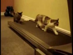katze auf dem laufband