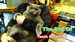 katze bekommt zaehne geputzt