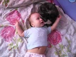 katze beruhigt schreiendes klein