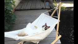 katze entspannt in der haengemat