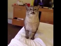 katze explodiert beim niesen