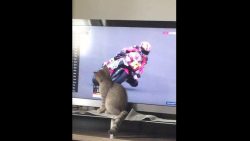Katze holt Rennfahrer vom Motorrad am TV katze holt rennfahrer vom motorr