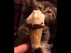 katze isst ein eis
