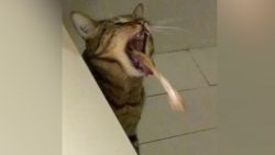 katze ist am kotzen nach dem fre