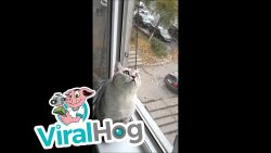 katze ist auf irgendetwas voll k