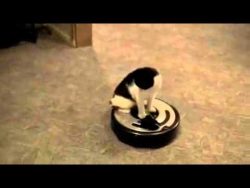 katze laesst sich fahren