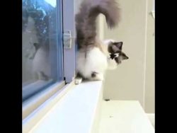 Katze läuft einfach so auf der Stelle - Moonwalking katze laeuft einfach so auf der