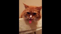 Katze leckt zum Geräusch von Klebeband katze leckt zum geraeusch von kl