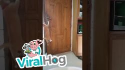 Katze öffnet selbst die Türe katze oeffnet selbst die tuere