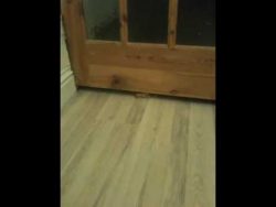 katze quetscht sich unter tuer d