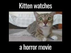 katze schaut sich einen horrorfi