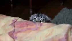katze schaut sich horrorfilm an