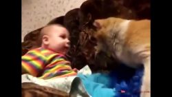 Katze schmust mit dem Baby katze schmust mit dem baby