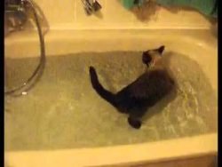 katze schwimmt freiwillig in der