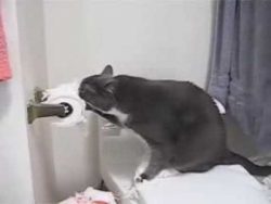 katze spielt mit dem klopapier