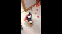 Katze spielt mit Luftballons katze spielt mit luftballons