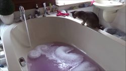 katze spielt mit schaum in der w