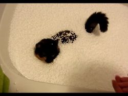 Katze spielt mit Styropor katze spielt mit styropor