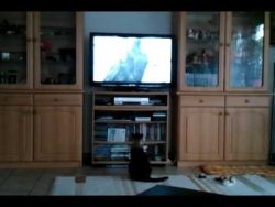 katze springt in den fernseher