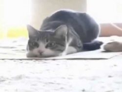 katze tanzt wiggel wiggel