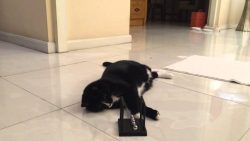 katze von kugelpendel fasziniert