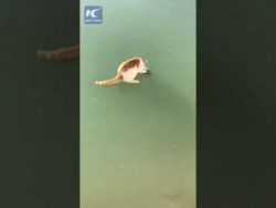 katze will den fisch unterm eis