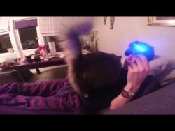 katze will herrchen nicht zocken