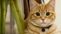 Katzen die Krawall macher katzen die krawall macher