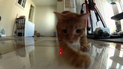 katzen gegen laser