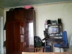 Katzen im Einsatz katzen im einsatz